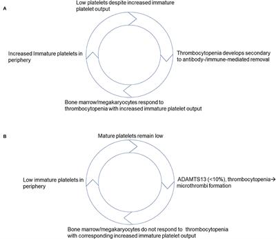 Immature Platelet Dynamics in Immune-Mediated Thrombocytopenic States